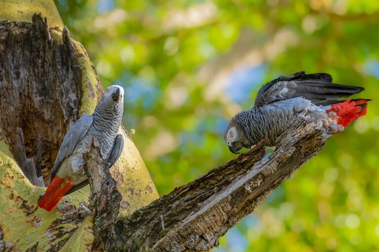China’s plans to trace wildlife trade risks inflaming trafficking, critics warn China’s plans to trace wildlife trade risks inflaming trafficking, critics warn
