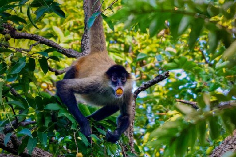 Animals consume alcohol more often than previously known: Study Animals consume alcohol more often than previously known: Study