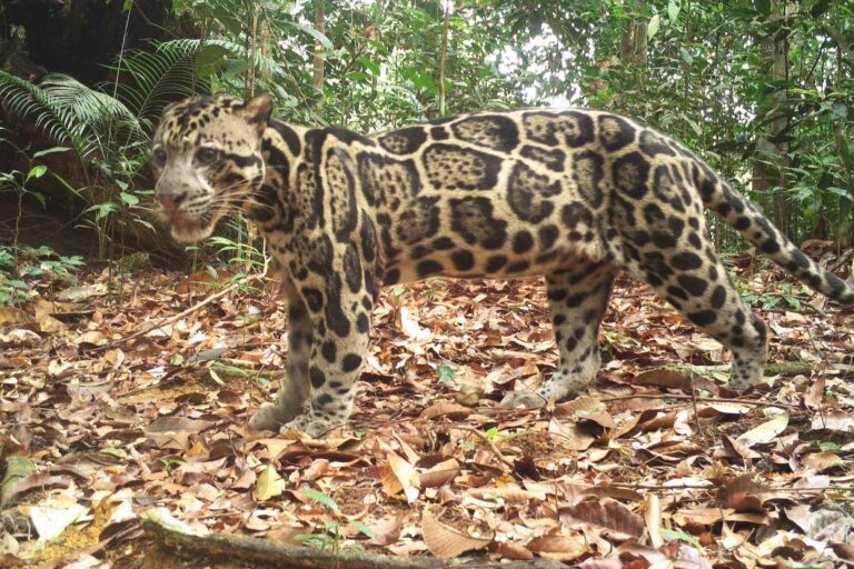 Study shows, via clouded leopards, how to better protect forests Study shows, via clouded leopards, how to better protect forests