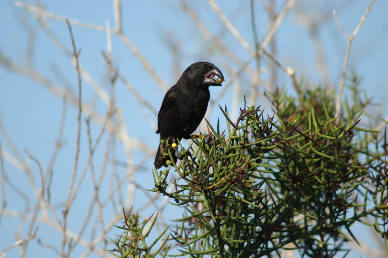Droughts could change bird songs, creating new species, says study on Darwin’s finches Droughts could change bird songs, creating new species, says study on Darwin’s finches