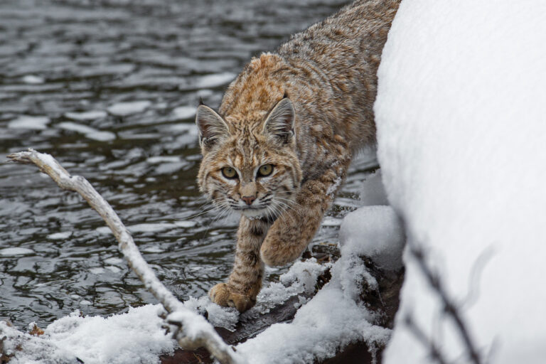 Bobcats are back, and they’re helping protect people from zoonotic disease Bobcats are back, and they’re helping protect people from zoonotic disease