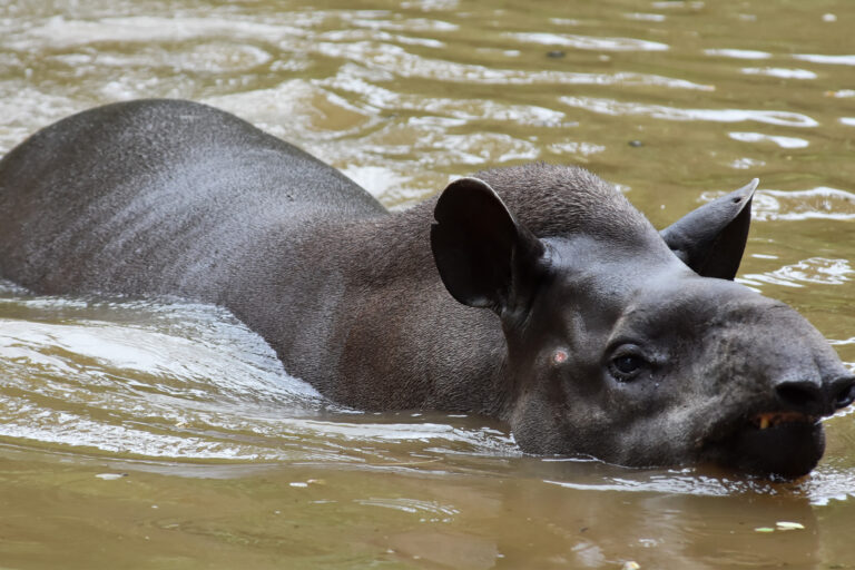 Indigenous guardians embark on a sacred pact to protect the lowland tapir in Colombia Indigenous guardians embark on a sacred pact to protect the lowland tapir in Colombia