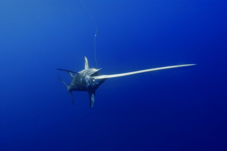 ‘Momentous’ sustainable fishing rules adopted for Atlantic Ocean swordfish ‘Momentous’ sustainable fishing rules adopted for Atlantic Ocean swordfish