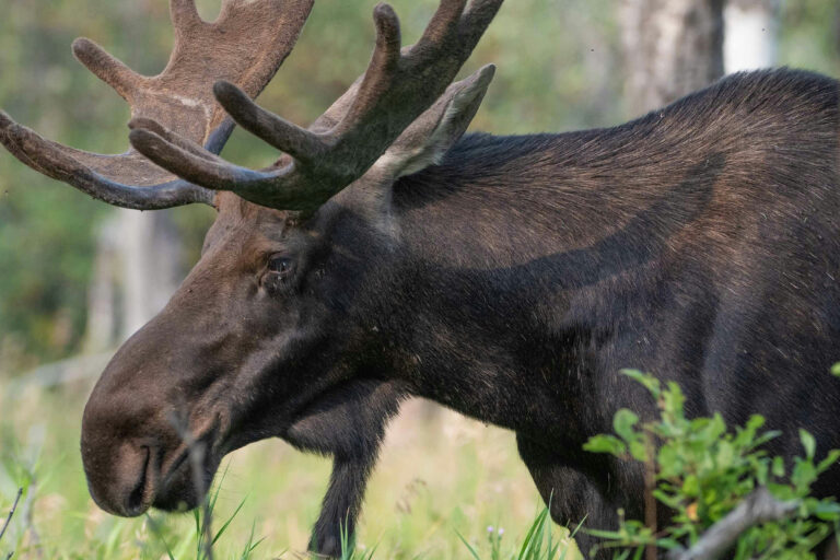 Why are Canadian moose declining? Interviews with Indigenous communities offer new clues Why are Canadian moose declining? Interviews with Indigenous communities offer new clues