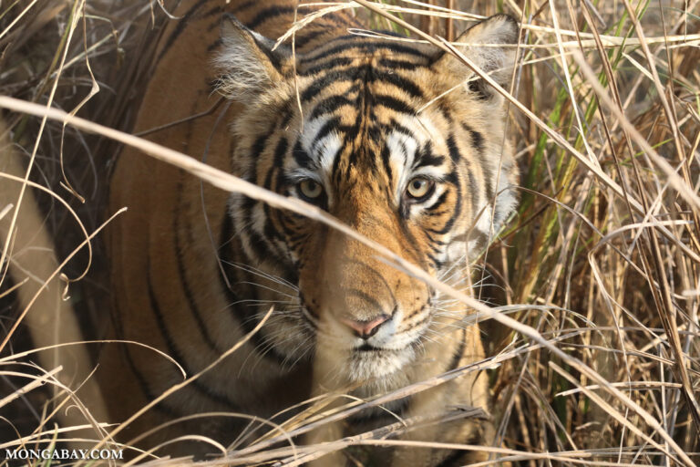 In 2024, Nepal faced old & new challenges after tripling its tiger population In 2024, Nepal faced old & new challenges after tripling its tiger population
