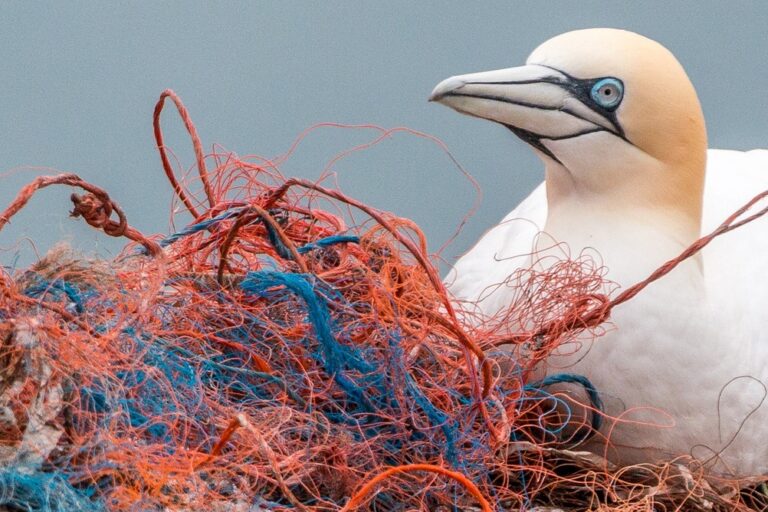 Wildlife and humans face shared health risks from plastic pollution Wildlife and humans face shared health risks from plastic pollution
