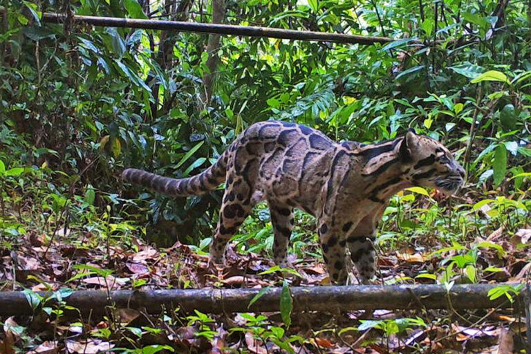 Clouded leopard sighting raises questions about conservation and research in Bangladesh Clouded leopard sighting raises questions about conservation and research in Bangladesh