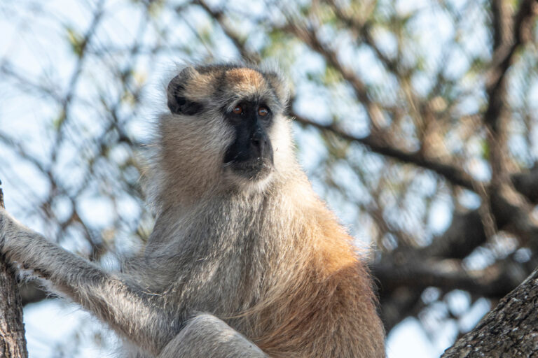 Gum-eating Tanzanian monkey is AWOL, fueling extinction fears Gum-eating Tanzanian monkey is AWOL, fueling extinction fears