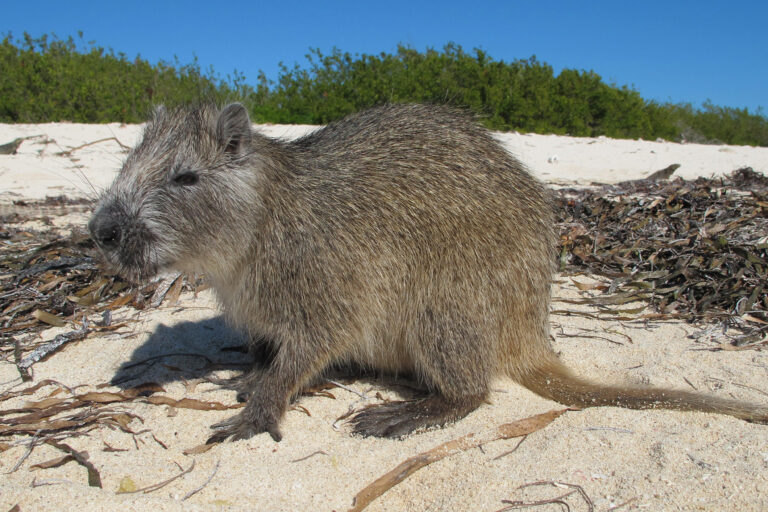 That Cuban rodent species you never knew about? Turns out it’s two species That Cuban rodent species you never knew about? Turns out it’s two species