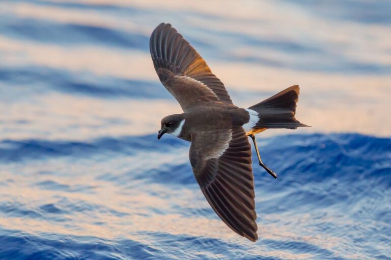 Endangered seabirds return to Pacific island after century-long absence Endangered seabirds return to Pacific island after century-long absence