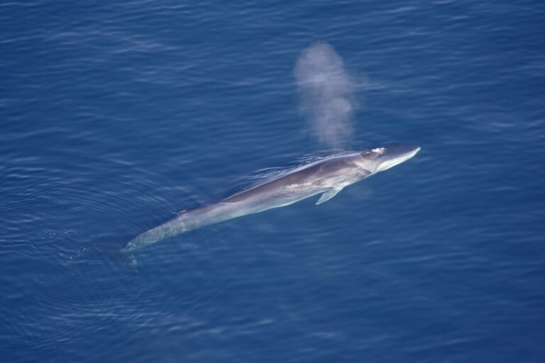 Hundreds of whales to be harpooned as Iceland issues new hunting licenses Hundreds of whales to be harpooned as Iceland issues new hunting licenses