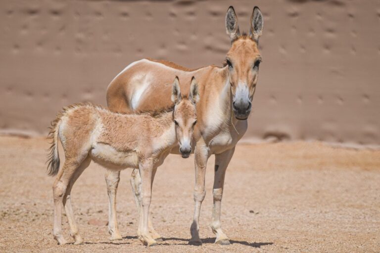 Asiatic wild asses return to Saudi Arabia after 100 years Asiatic wild asses return to Saudi Arabia after 100 years
