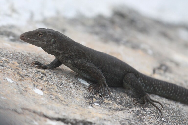 Almost extinct Caribbean lizard makes a comeback after island restoration Almost extinct Caribbean lizard makes a comeback after island restoration