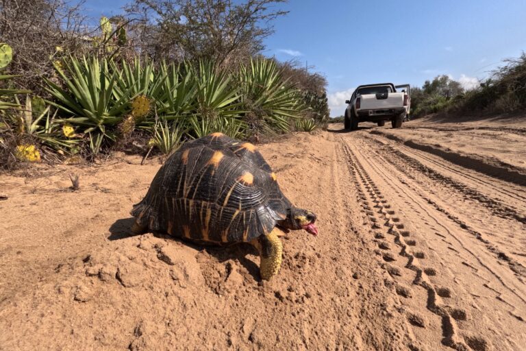 Massive tortoise rewilding in Madagascar’s spiny forest strives to save fraught species Massive tortoise rewilding in Madagascar’s spiny forest strives to save fraught species