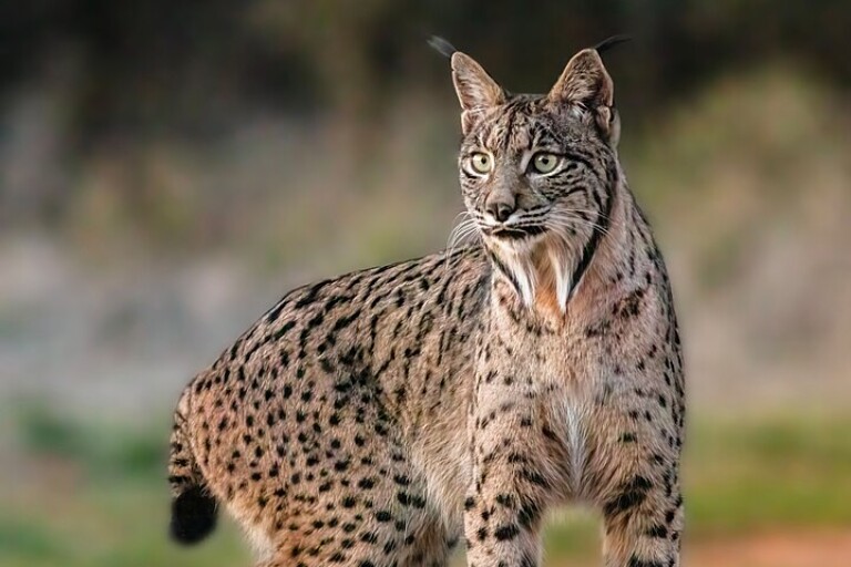 Road to recovery: Wild animals staging a comeback in 2024 Road to recovery: Wild animals staging a comeback in 2024
