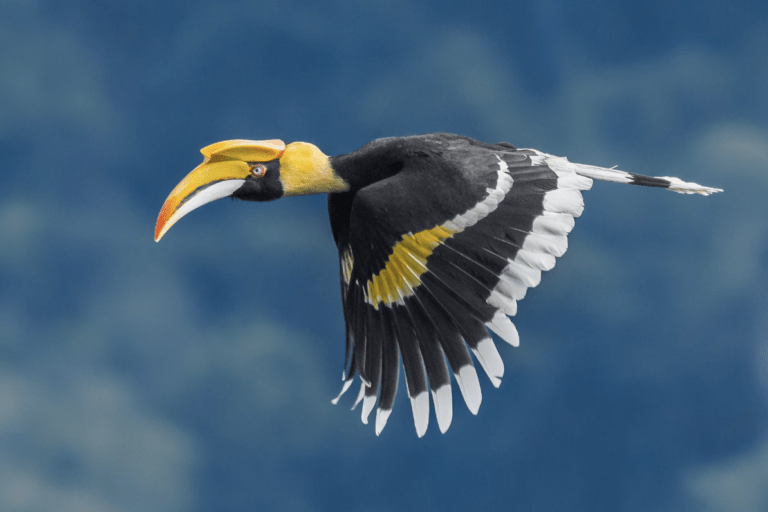 New study reveals why some birds are all about that bass New study reveals why some birds are all about that bass