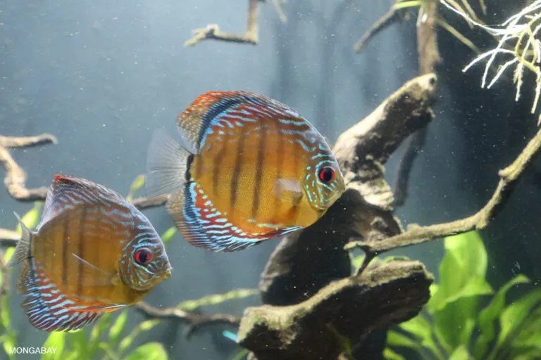 1 in 4 freshwater species worldwide at risk of extinction: Study 1 in 4 freshwater species worldwide at risk of extinction: Study
