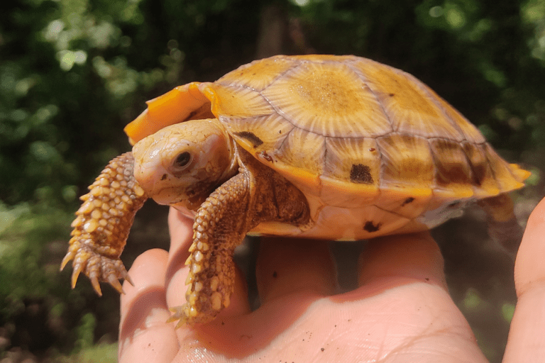 Bangladesh sees first ever rewilding of captive-bred elongated tortoises Bangladesh sees first ever rewilding of captive-bred elongated tortoises