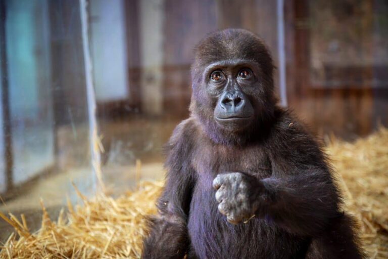 Five-month-old male gorilla, victim of illegal wildlife trade, seized in Istanbul Five-month-old male gorilla, victim of illegal wildlife trade, seized in Istanbul