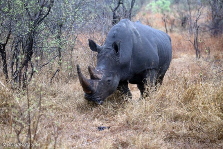 Rhino horn trafficker jailed in legal first on financial charges in S. Africa Rhino horn trafficker jailed in legal first on financial charges in S. Africa