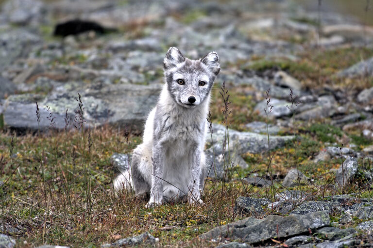 The warming Arctic is now a carbon source, report finds The warming Arctic is now a carbon source, report finds