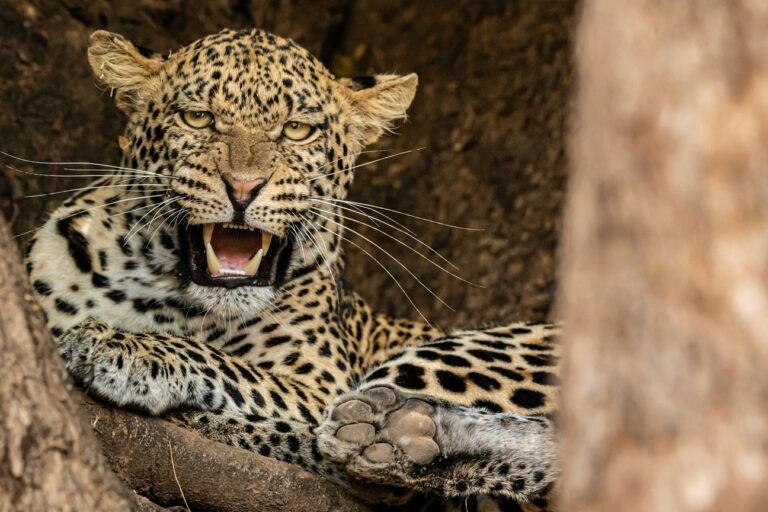 Leopards’ unique ‘sawing’ sounds could aid conservation efforts Leopards’ unique ‘sawing’ sounds could aid conservation efforts
