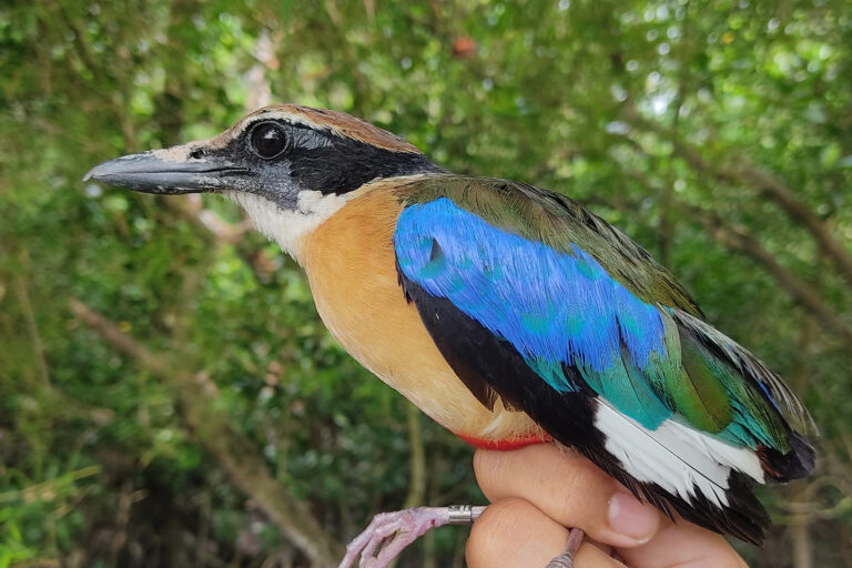 How to tell if mangrove restoration is working? Listen to the birds How to tell if mangrove restoration is working? Listen to the birds