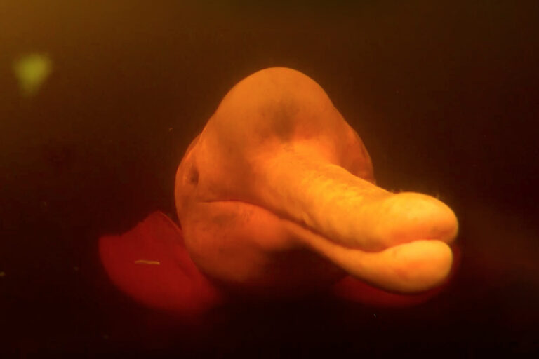 Why is this endangered dolphin being killed to make “love perfumes”? | Wild Targets Why is this endangered dolphin being killed to make “love perfumes”? | Wild Targets