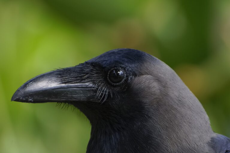 Kenya revives poisoning campaign to curb invasive Indian house crows Kenya revives poisoning campaign to curb invasive Indian house crows