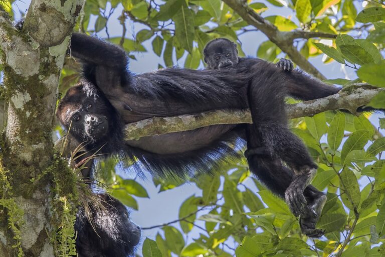 Report reveals staggering levels of wildlife trafficking in Hispanic America Report reveals staggering levels of wildlife trafficking in Hispanic America