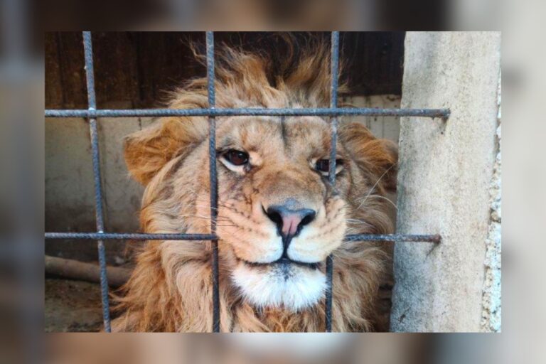 Nearly 20,000 animals seized in global wildlife trafficking crackdown Nearly 20,000 animals seized in global wildlife trafficking crackdown