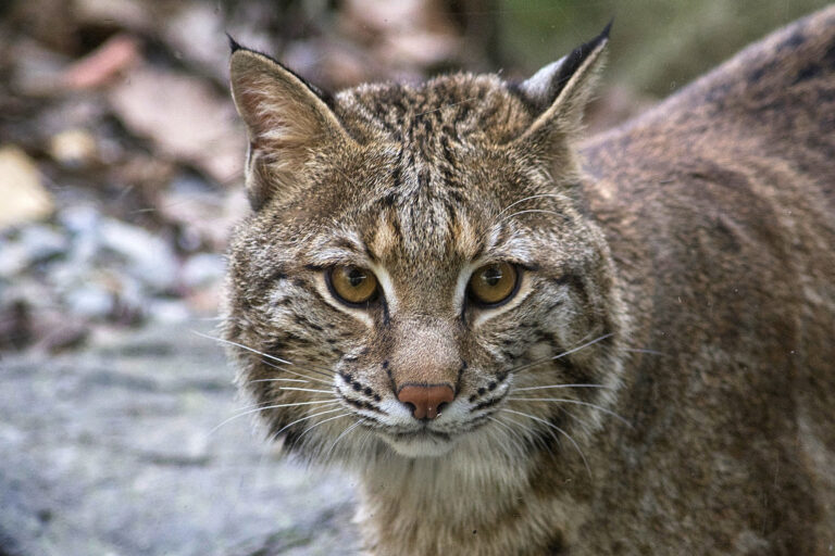 Bobcats benefit both human and ecological health, but their growing populations are often misunderstood Bobcats benefit both human and ecological health, but their growing populations are often misunderstood