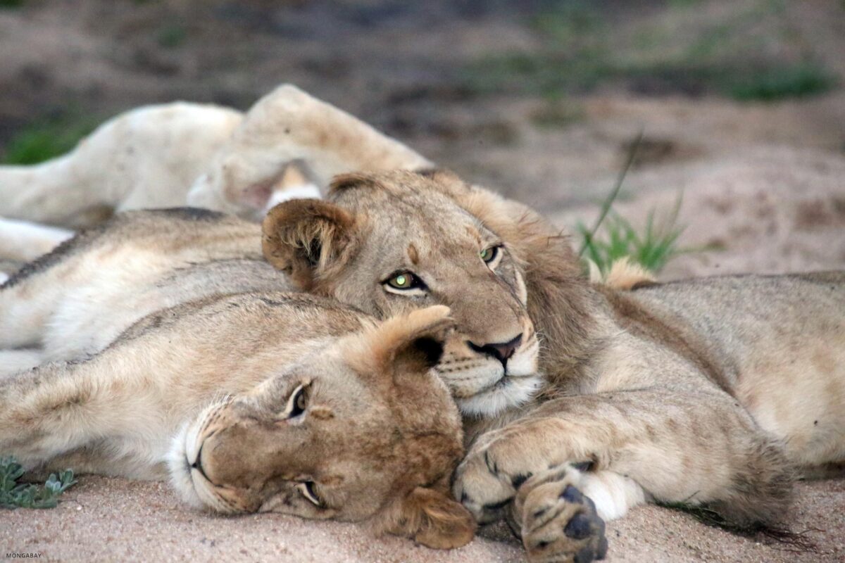 Study links African lion survival to prey availability Study links African lion survival to prey availability