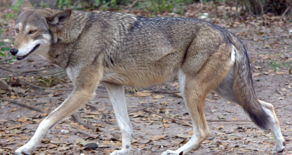 Court orders Trump administration to address pesticide risks to endangered species Court orders Trump administration to address pesticide risks to endangered species