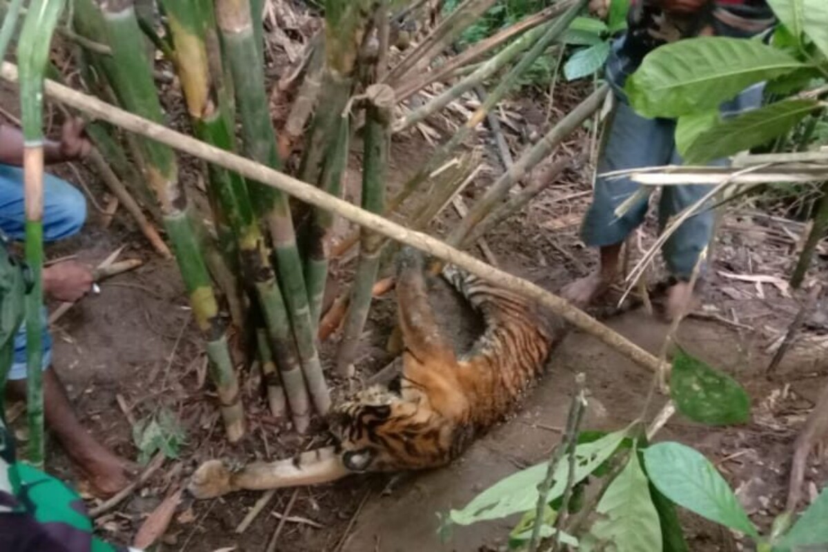 Indonesia court hands down ‘heaviest sentence’ yet for tiger poacher in Sumatra Indonesia court hands down ‘heaviest sentence’ yet for tiger poacher in Sumatra