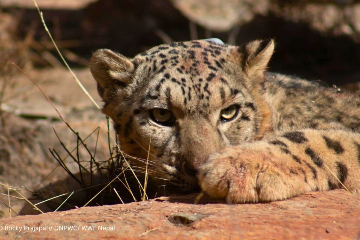 Nepal announces its snow leopard population after first-of-its-kind assessment Nepal announces its snow leopard population after first-of-its-kind assessment