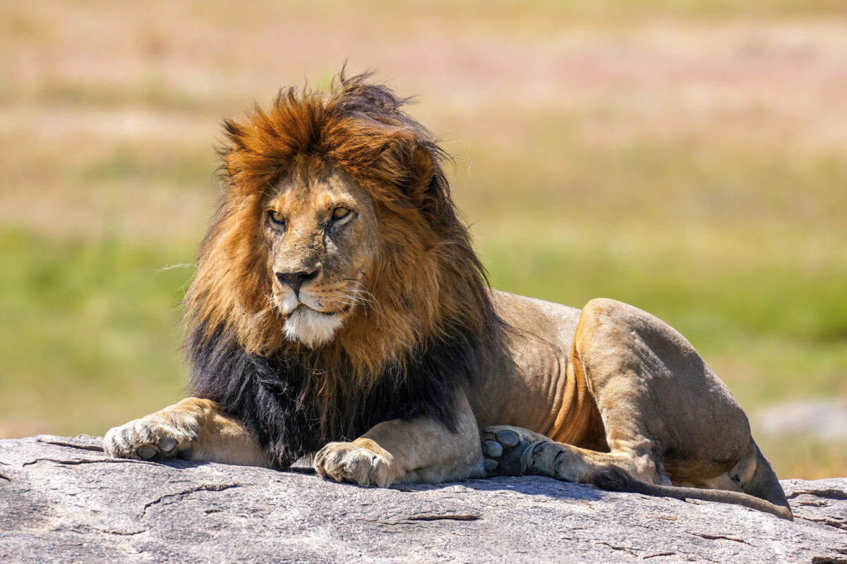 Trophies, body parts & live animals dominate global lion trade, data show Trophies, body parts & live animals dominate global lion trade, data show