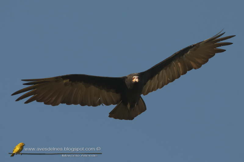 Jote cabeza amarilla (Lesser yellow-headed Vulture) Jote cabeza amarilla (Lesser yellow-headed Vulture)