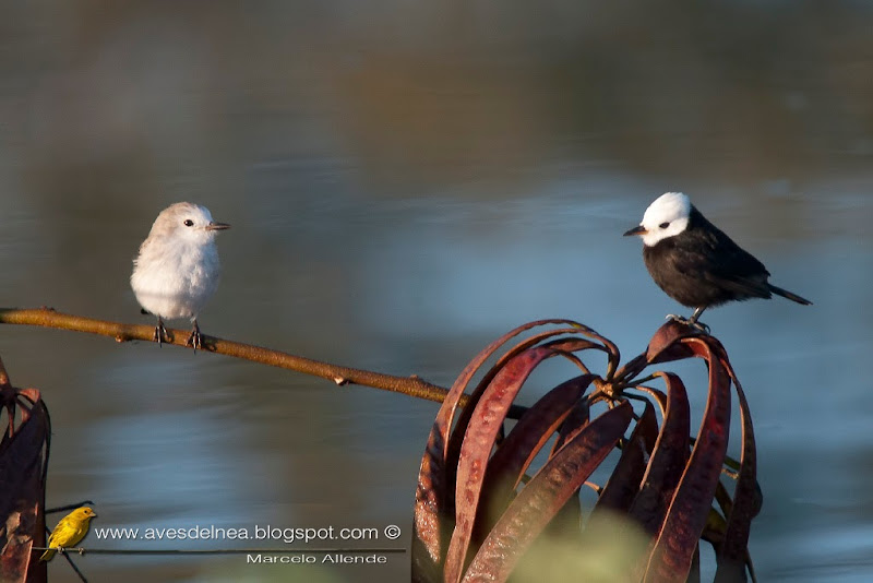 Lavandera (White-headed marsh-tyrant) Arundinicola leucocephala Lavandera (White-headed marsh-tyrant) Arundinicola leucocephala