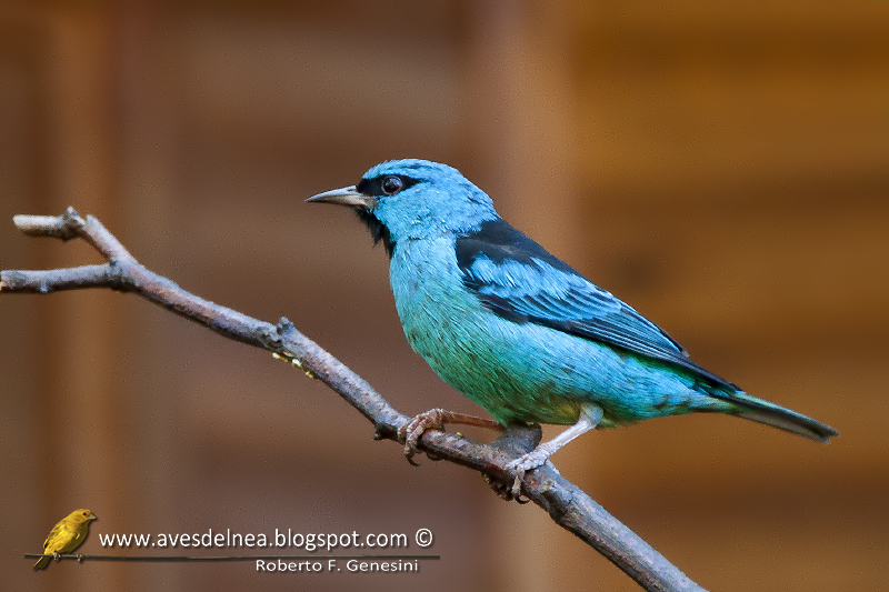 Saí azul, Blue Dacnis, Dacnis cayana Saí azul, Blue Dacnis, Dacnis cayana