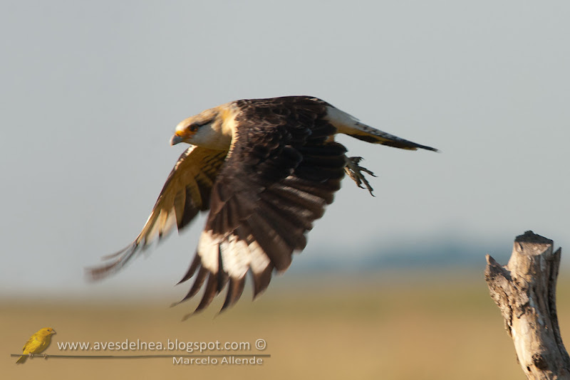 Chimachima (Yellow-headed Caracara) Chimachima (Yellow-headed Caracara)