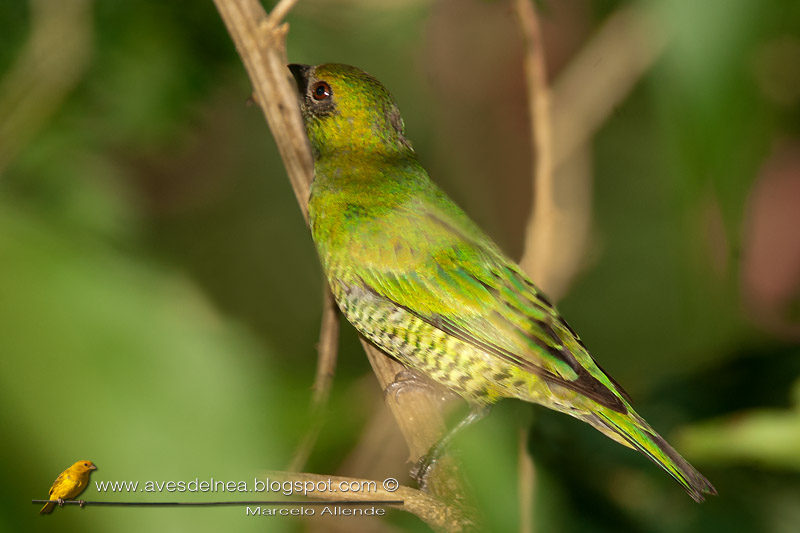 Tersina (Swallow tanager) Tersina (Swallow tanager)