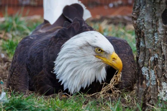 Murphy, beloved bald eagle who incubated rock and became a foster dad, dies after violent storms in Missouri Murphy, beloved bald eagle who incubated rock and became a foster dad, dies after violent storms in Missouri