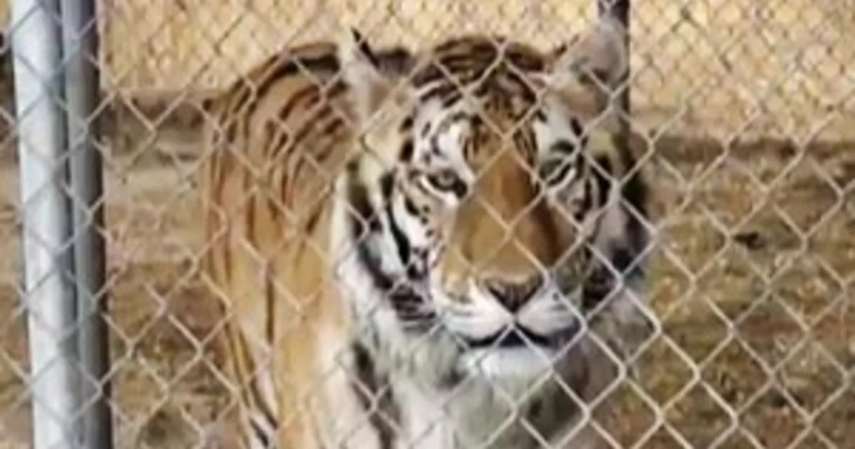 Nevada man arrested after 7 ’emotional support’ tigers are seized from his home Nevada man arrested after 7 ’emotional support’ tigers are seized from his home