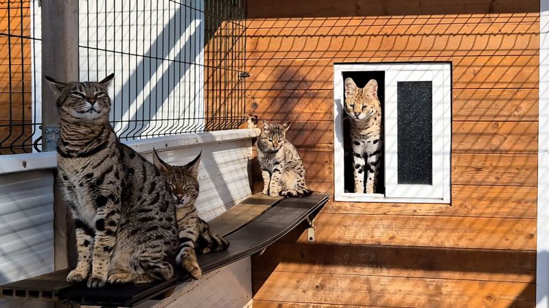 Police arrest couple for breeding and selling exotic cats in Spain Police arrest couple for breeding and selling exotic cats in Spain