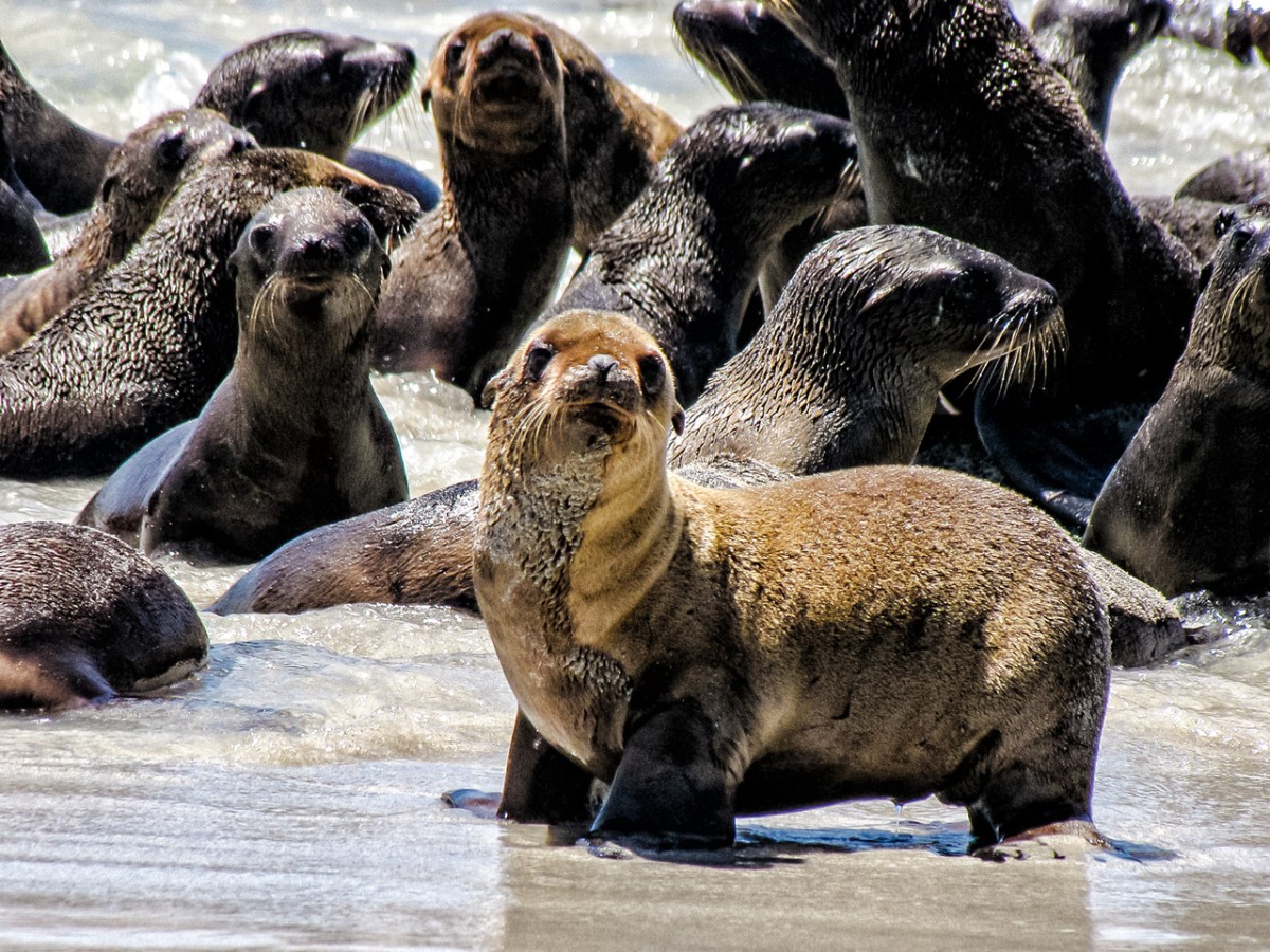 Trump administration cuts to NOAA threaten efforts to save sea lions from toxic plankton Trump administration cuts to NOAA threaten efforts to save sea lions from toxic plankton