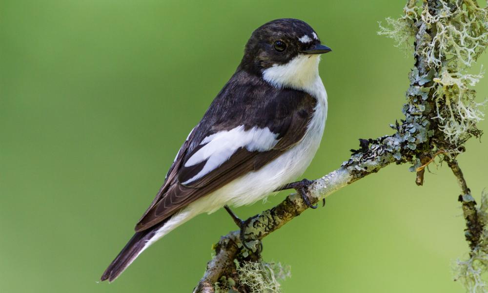 Weatherwatch: How ecologists are helping birds adapt to climate crisis Weatherwatch: How ecologists are helping birds adapt to climate crisis