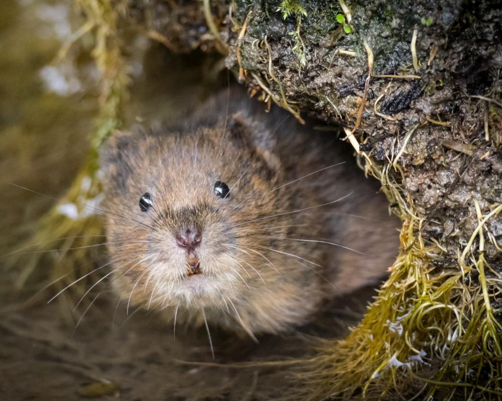 Less than 1% of UK biosecurity budget goes on tackling invasive species, figures show Less than 1% of UK biosecurity budget goes on tackling invasive species, figures show