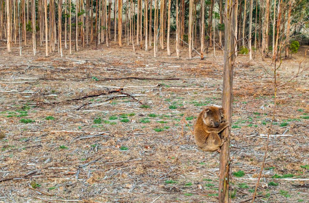 Koalas face death, attacks and starvation as blue gums chopped down in Victoria Koalas face death, attacks and starvation as blue gums chopped down in Victoria