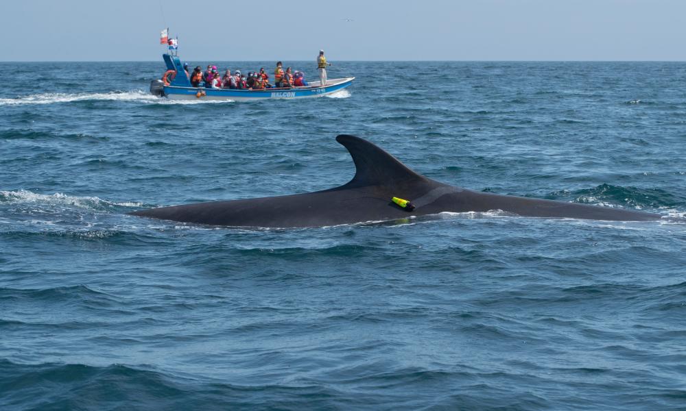 ‘It’s like putting a whale in a blender’: the rise of deadly ship collisions in Chile ‘It’s like putting a whale in a blender’: the rise of deadly ship collisions in Chile